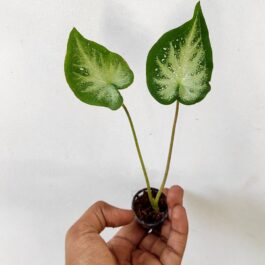 Caladium Stardust (single plant pot)