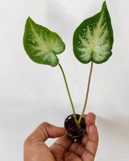 Caladium Stardust (single plant pot)