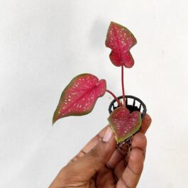 Caladium Heart Beauty (single plant jiffy)