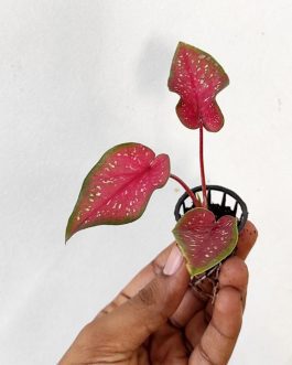 Caladium Heart Beauty (single plant jiffy)