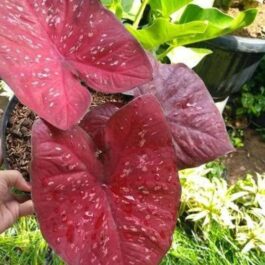Caladium Heart Beauty (single plant jiffy)