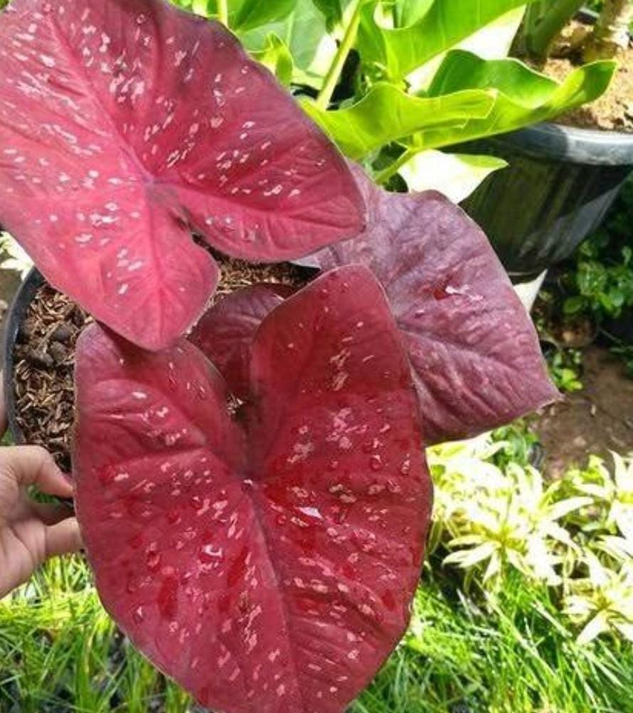 Caladium Heart Beauty (single plant jiffy) - Image 2