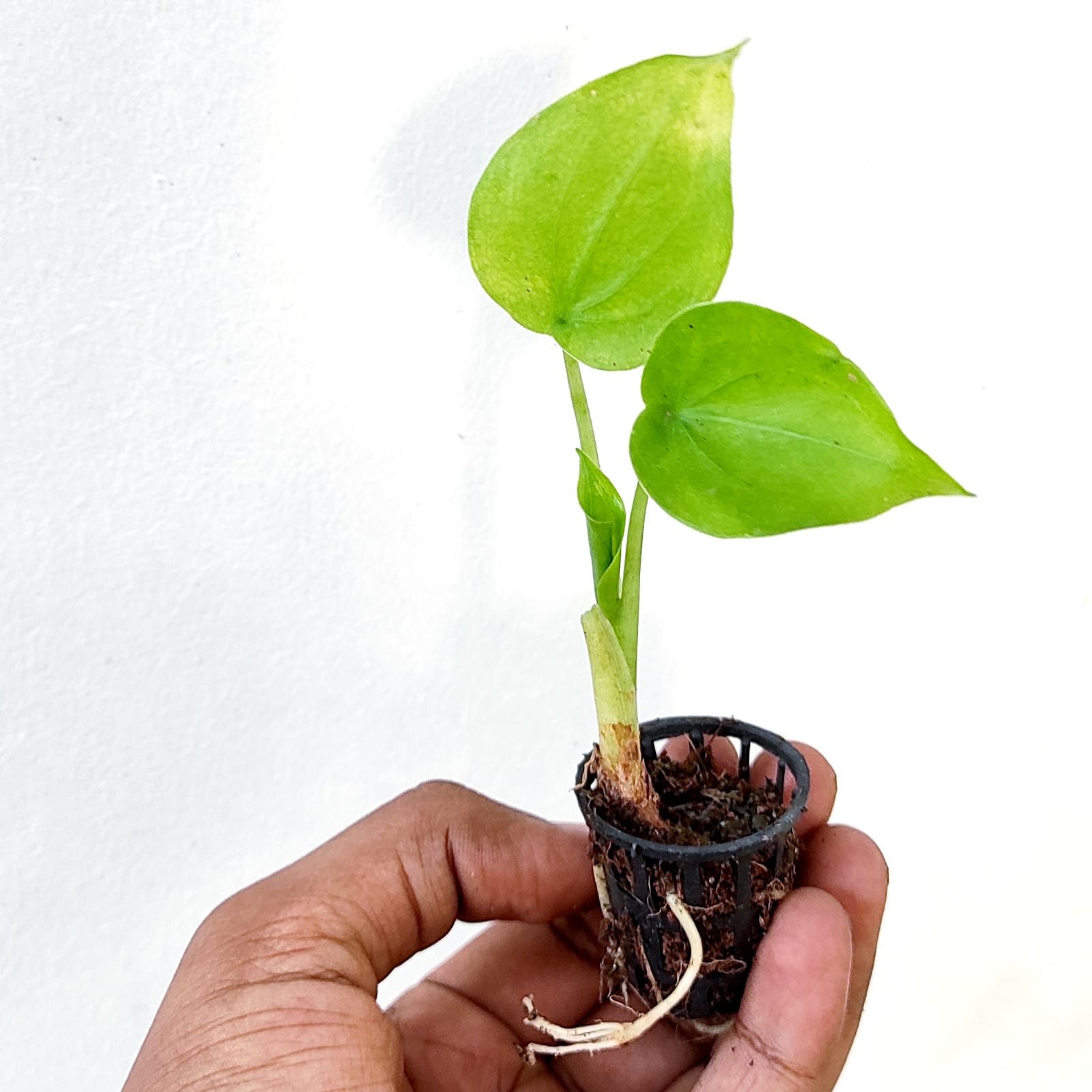 Alocasia Cucullata (single plant pot) - Image 5