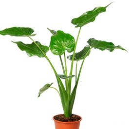 Alocasia Cucullata (single plant pot)