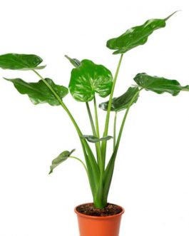 Alocasia Cucullata (single plant pot)