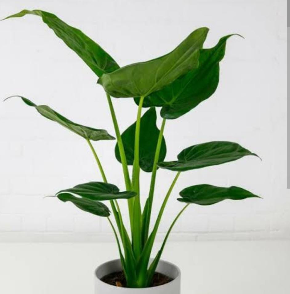 Alocasia Cucullata (single plant pot) - Image 2