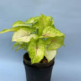 Syngonium Golden (single plant pot)