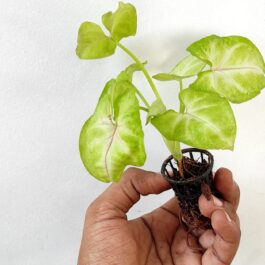 Syngonium Golden (single plant pot)