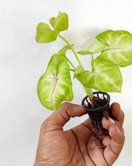 Syngonium Golden (single plant pot)