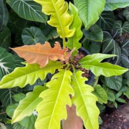 Philodendron Ring of Fire Gold (single plant pot)