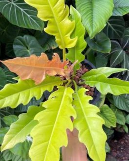 Philodendron Ring of Fire Gold (single plant pot)