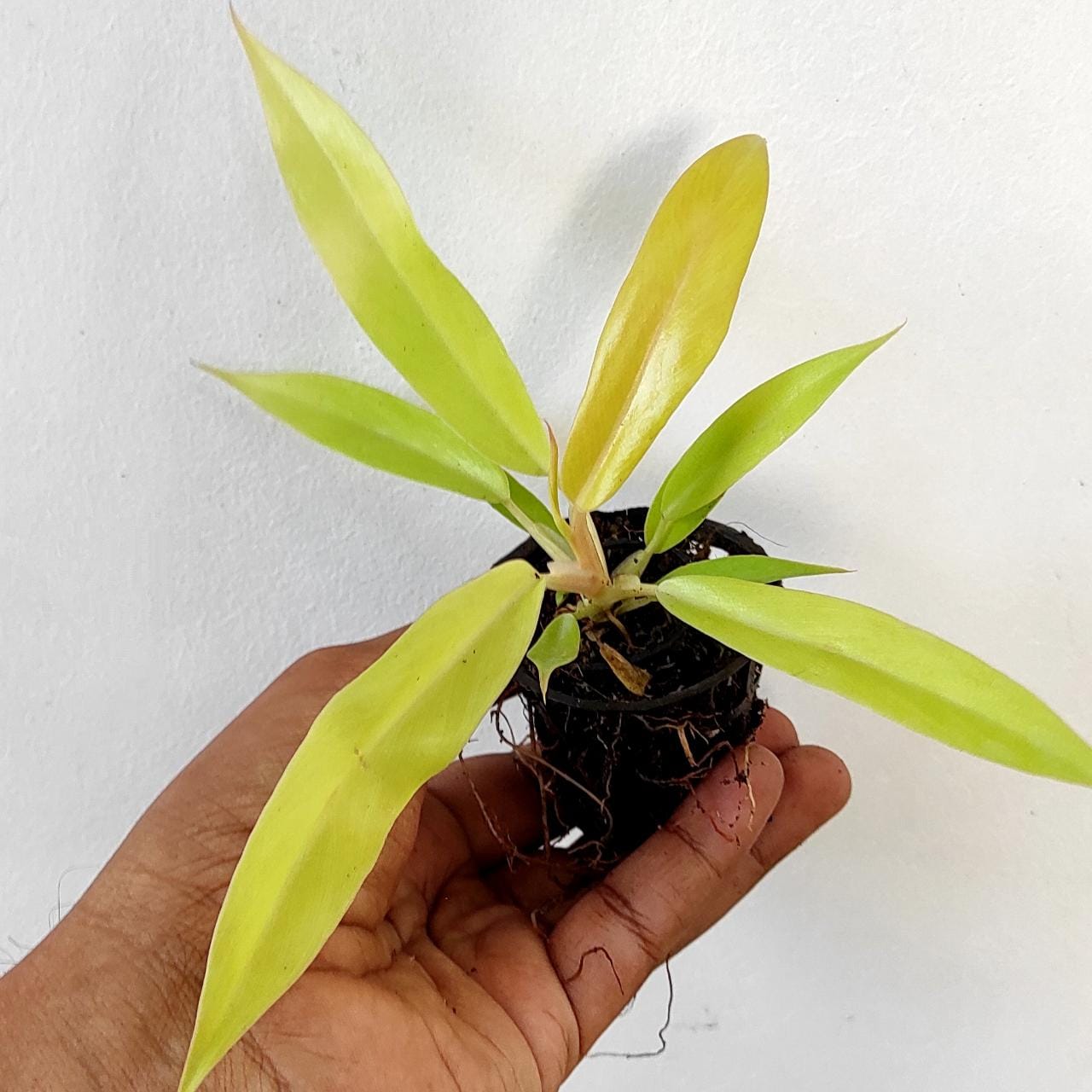 Philodendron Ring of Fire Gold (single plant pot) - Image 2
