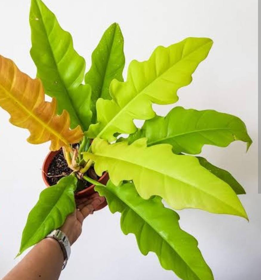 Philodendron Ring of Fire Gold (single plant pot) - Image 4