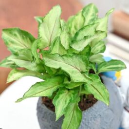 Syngonium Yami Red Vein (single plant pot)