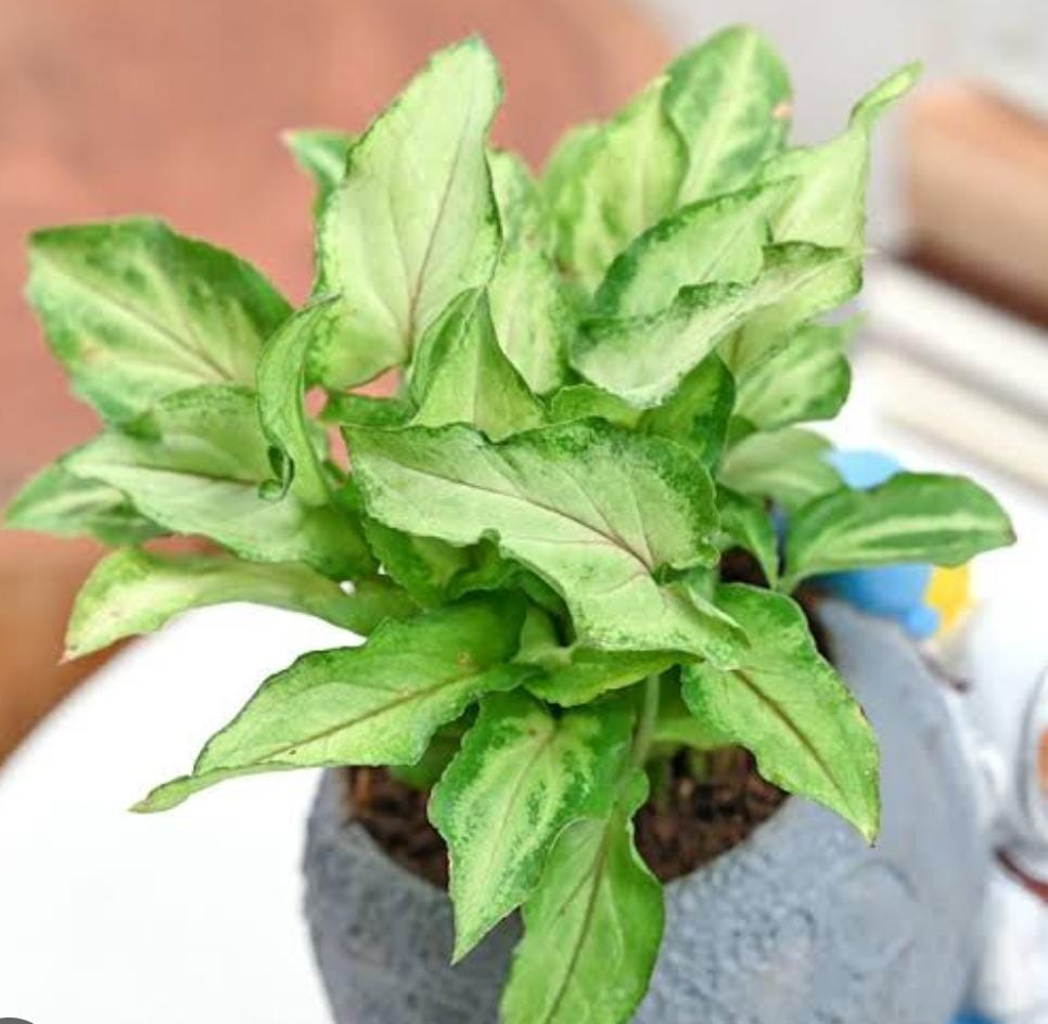 Syngonium Yami Red Vein (single plant pot)