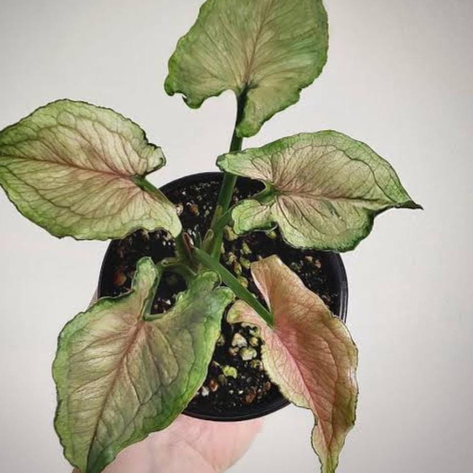 Syngonium Yami Red Vein (single plant pot) - Image 5