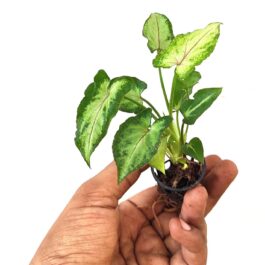 Syngonium Yami Red Vein (single plant pot)