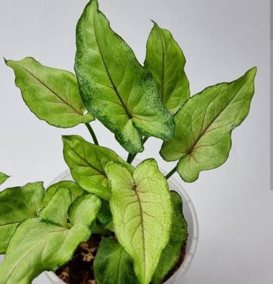 Syngonium Yami Red Vein (single plant pot) - Image 3