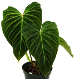 Philodendron Splendid (single plant pot)