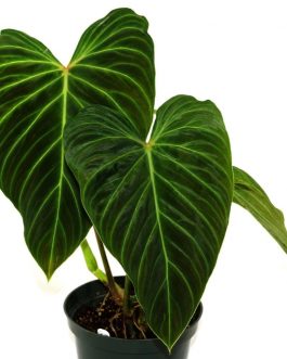 Philodendron Splendid (single plant pot)