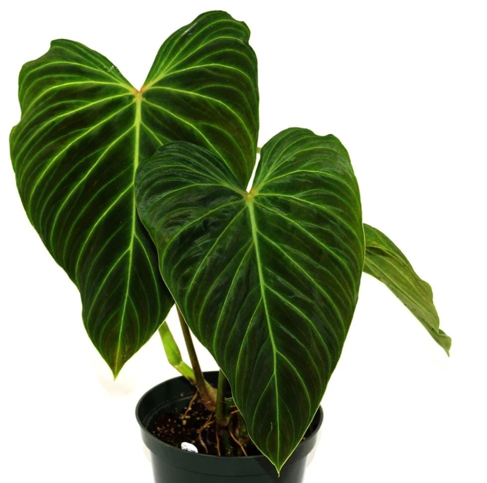 Philodendron Splendid (single plant pot)