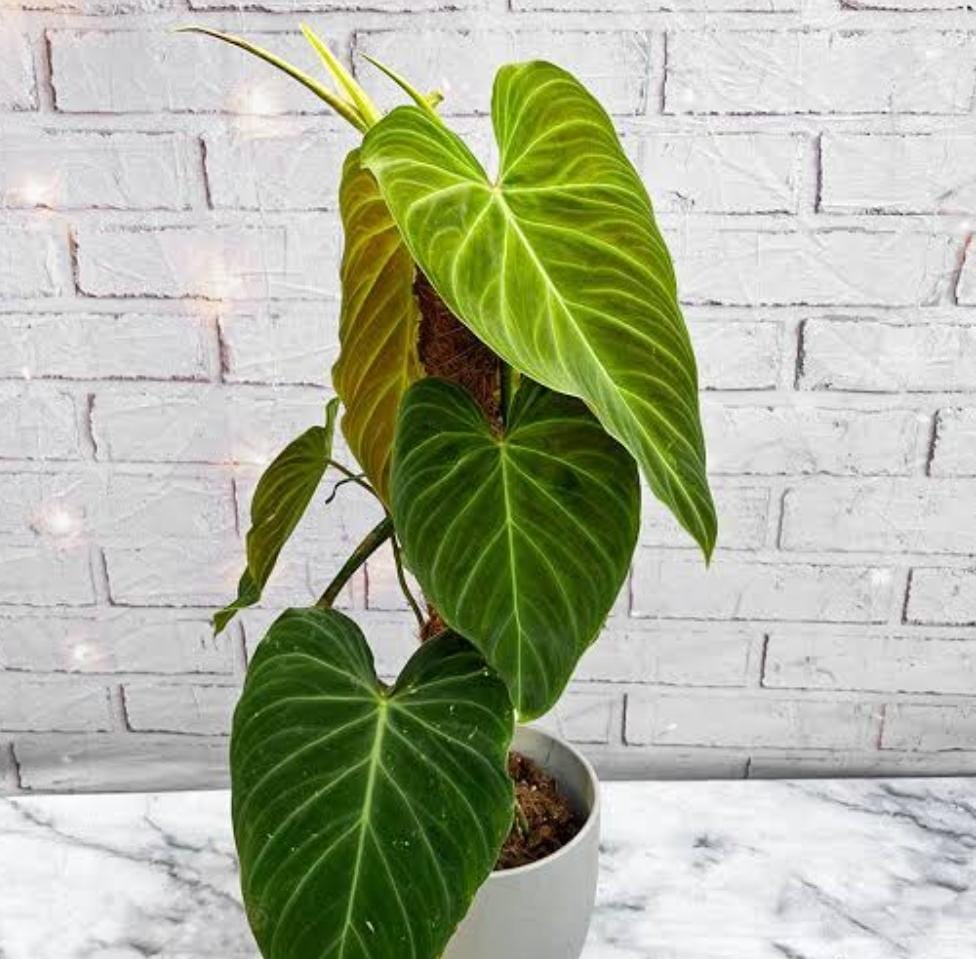 Philodendron Splendid (single plant pot) - Image 4