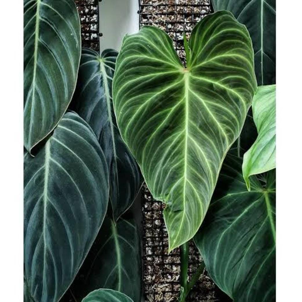 Philodendron Splendid (single plant pot) - Image 3