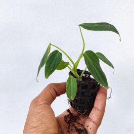 Philodendron Splendid (single plant pot)