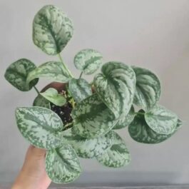 Satin pothos/ Scindapsus Silver (small plant pot)