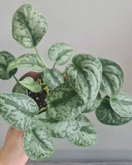 Satin pothos/ Scindapsus Silver (small plant pot)