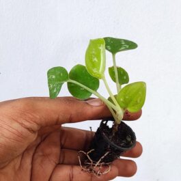 Satin pothos/ Scindapsus Silver (small plant pot)