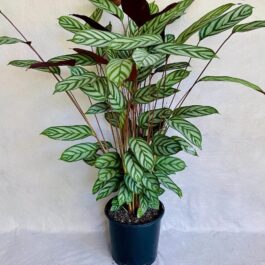 Ctenanthe setosa (small plant clump)