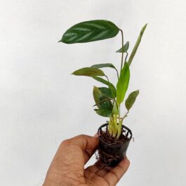 Ctenanthe setosa (small plant clump)