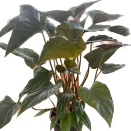 Homalomena Brown Chocolate (small plant pot)