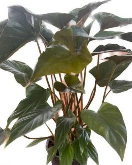 Homalomena Brown Chocolate (small plant pot)