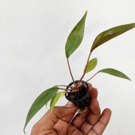 Homalomena Brown Chocolate (small plant pot)