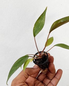 Homalomena Brown Chocolate (small plant pot)