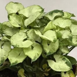 Syngonium Pixie (single plant pot)