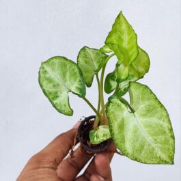 Syngonium Pixie (single plant pot)