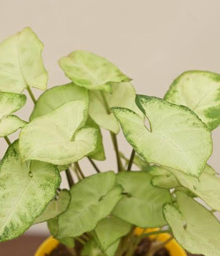 Syngonium Pixie (single plant pot) - Image 4