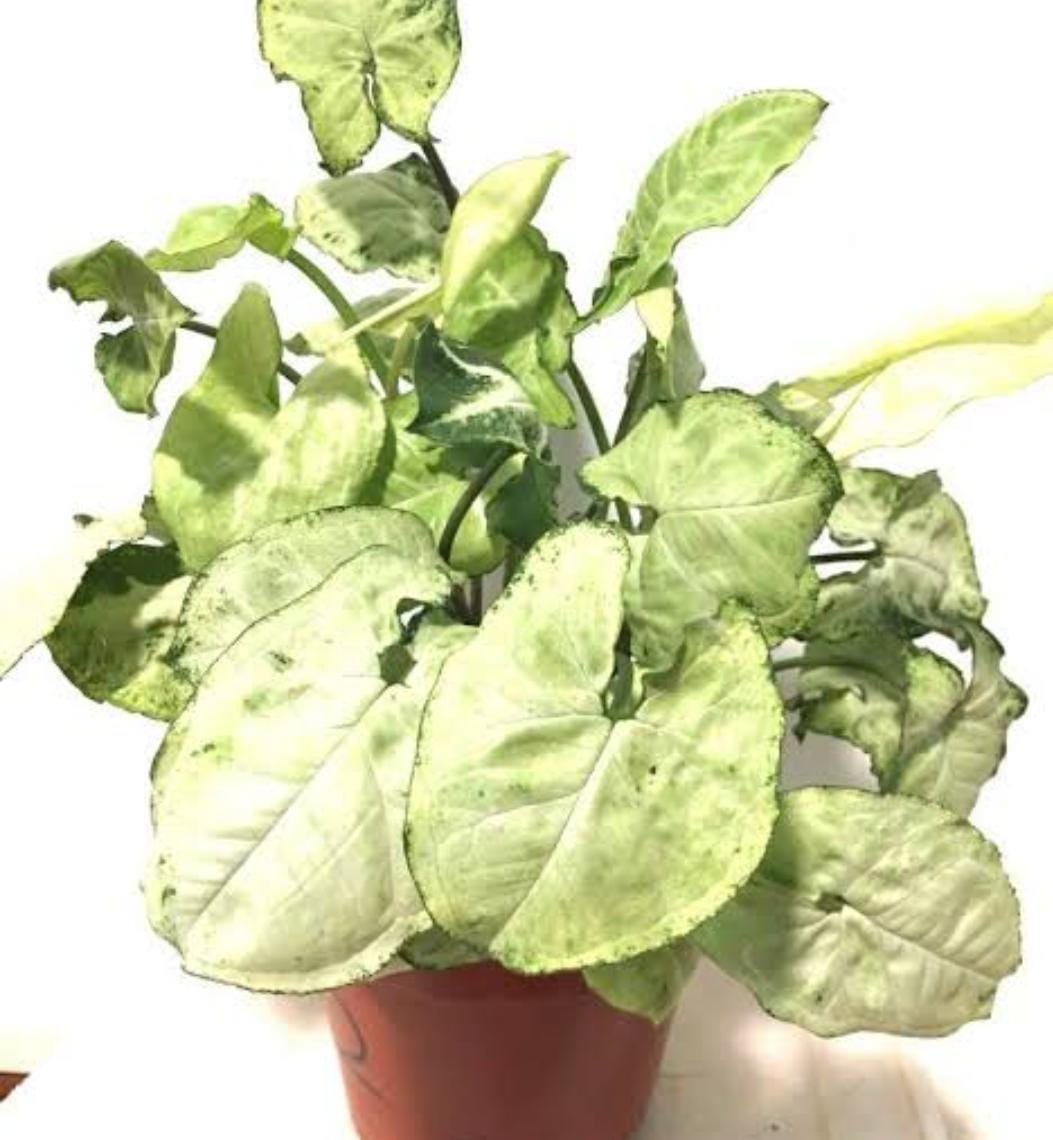 Syngonium Pixie (single plant pot) - Image 3