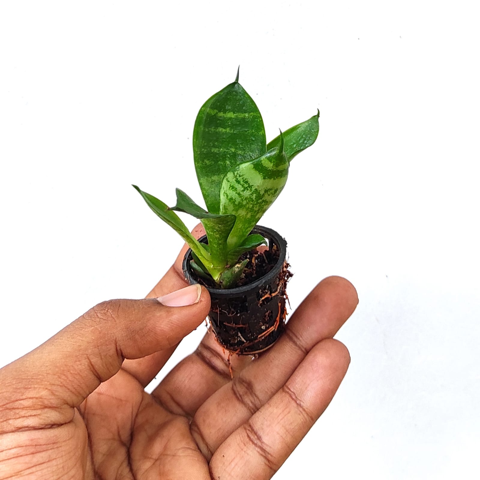Sansevieria Masoniana (single plant pot) - Image 6
