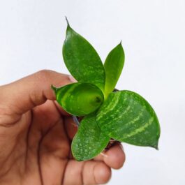 Sansevieria Masoniana (single plant pot)