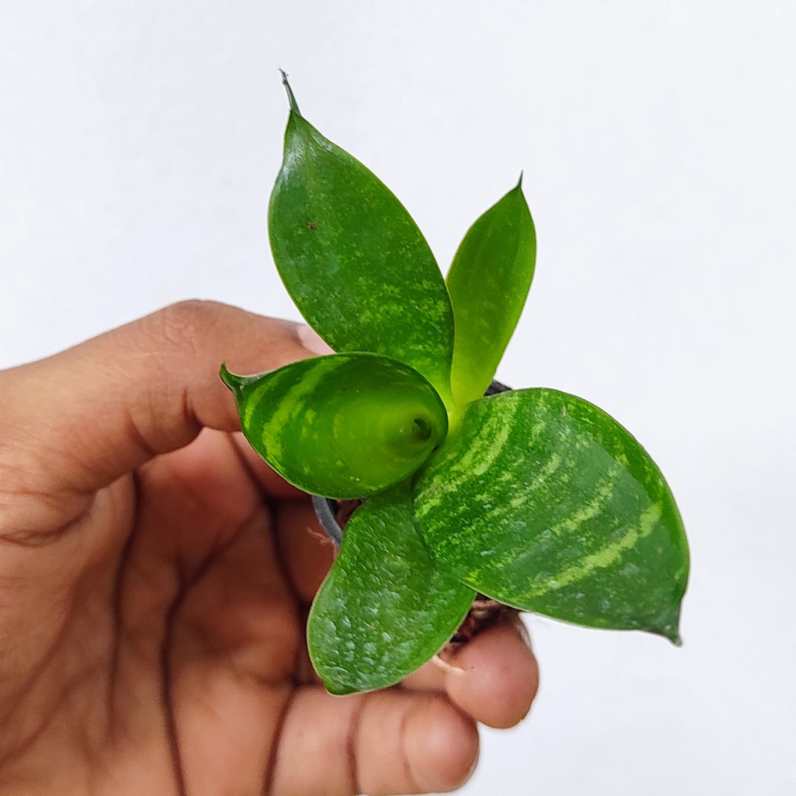 Sansevieria Masoniana (single plant pot) - Image 2