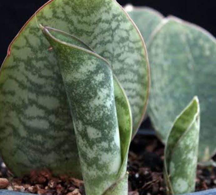 Sansevieria Masoniana (single plant pot) - Image 4