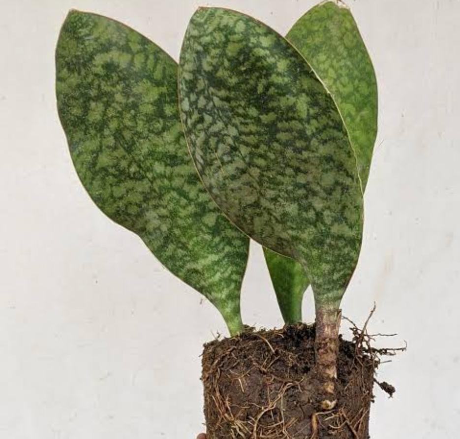 Sansevieria Masoniana (single plant pot) - Image 3