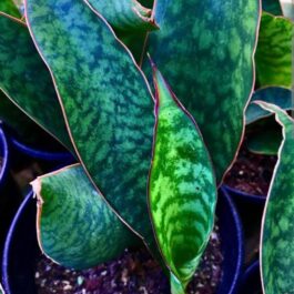 Sansevieria Masoniana (single plant pot)
