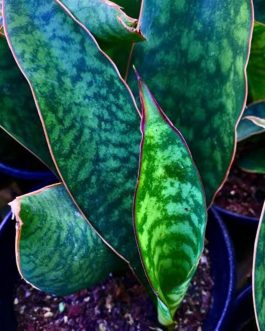 Sansevieria Masoniana (single plant pot)