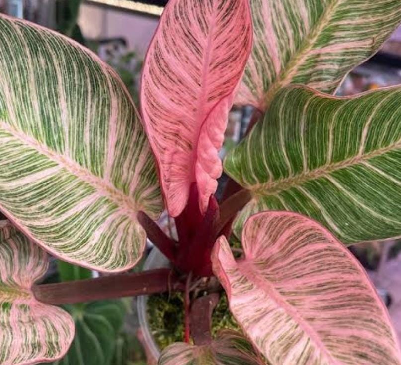 Philodendron Birkin Pink (single plant pot) - Image 5