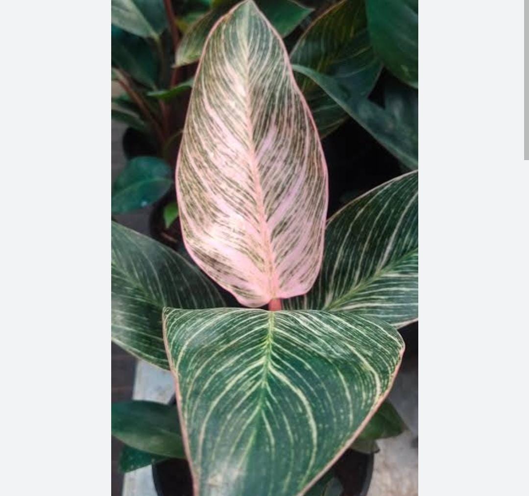 Philodendron Birkin Pink (single plant pot) - Image 6